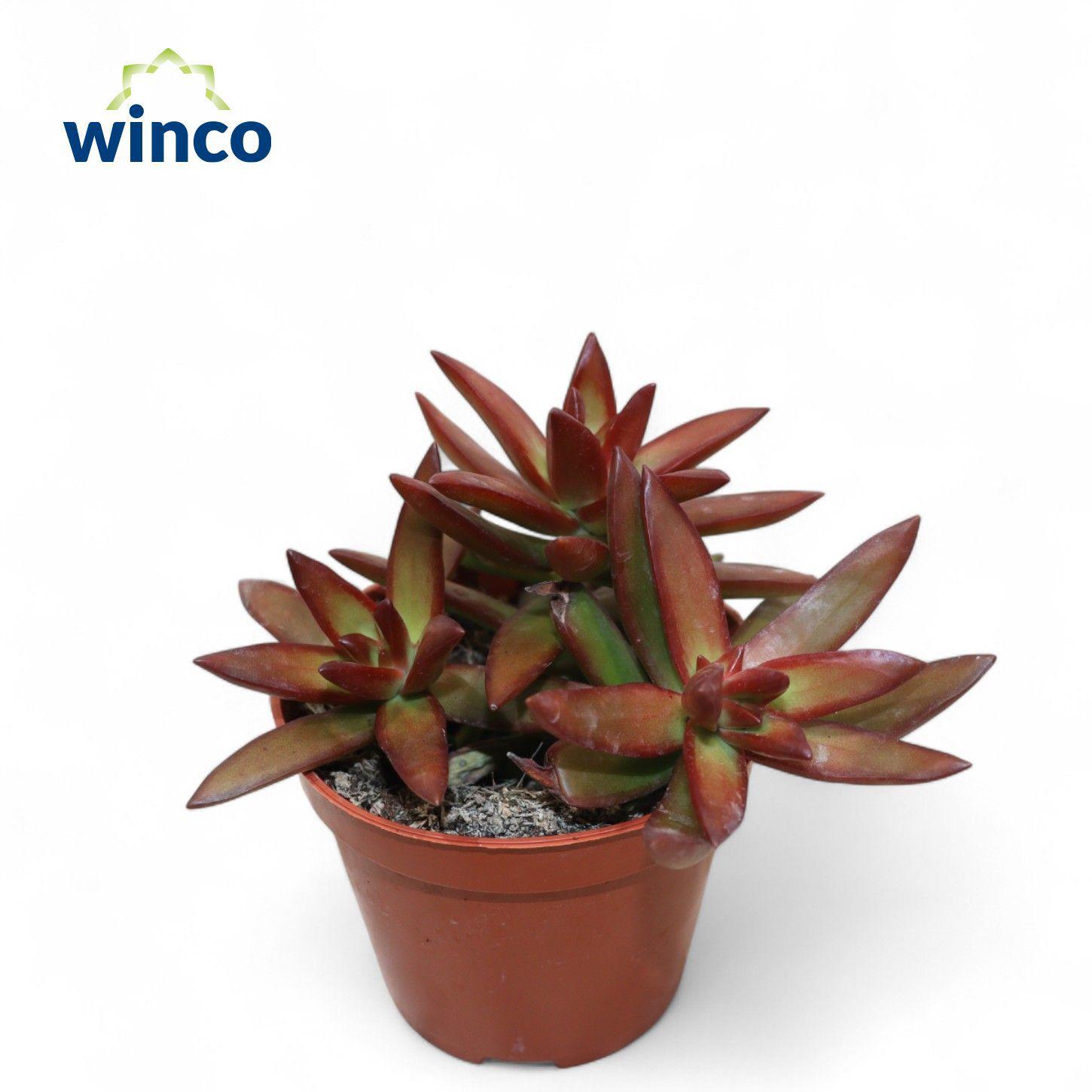 Горшечные цветы и растения оптом Sedum Overig от 18шт (для телеги) из Голландии с доставкой по России