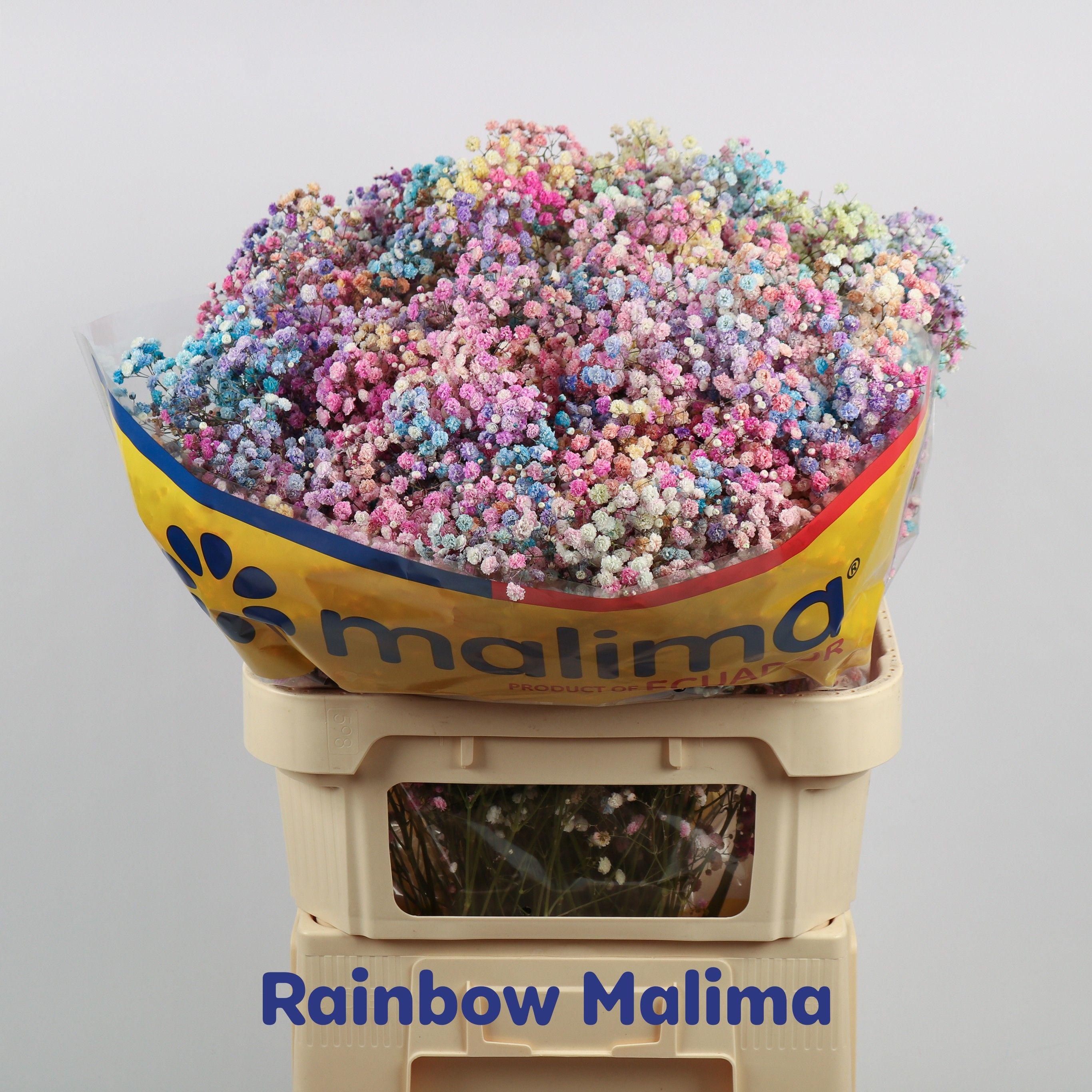 Срезанные цветы оптом Gyps large paint magic rainbow от 50шт из Голландии с доставкой по России