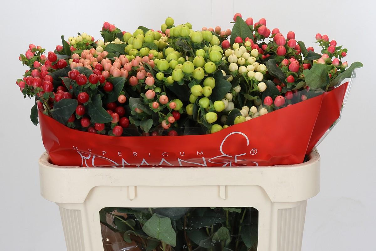 Срезанные цветы оптом Hypericum rainbow spray romance от 50шт из Голландии с доставкой по России