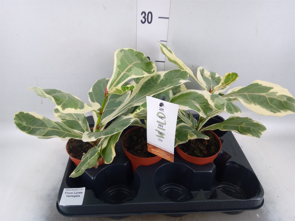 Горшечные цветы и растения оптом Ficus   ... от 3шт из Голландии с доставкой по России