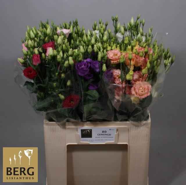 Срезанные цветы оптом Lisianthus si mix in bucket от 60шт из Голландии с доставкой по России