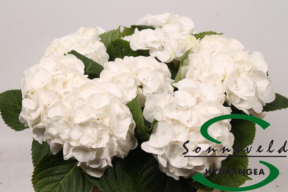 Срезанные цветы оптом Hydrangea white marsepein от 10шт из Голландии с доставкой по России