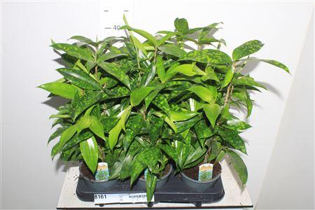 Горшечные цветы и растения оптом Dra Surculosa от 6шт из Голландии с доставкой по России