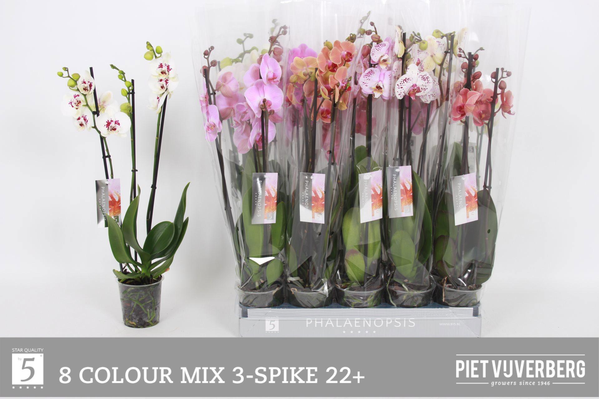 Горшечные цветы и растения оптом Phal Gem 8 Kl от 10шт из Голландии с доставкой по России