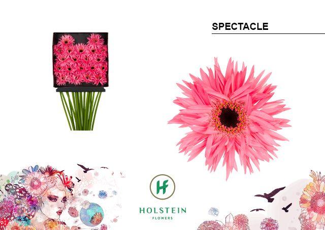 Срезанные цветы оптом Germini diamond gerspider spectacle от 20шт из Голландии с доставкой по России