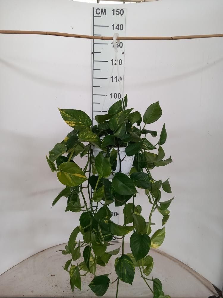 Горшечные цветы и растения оптом Scindapsus Aureus Hangpot от 1шт из Голландии с доставкой по России