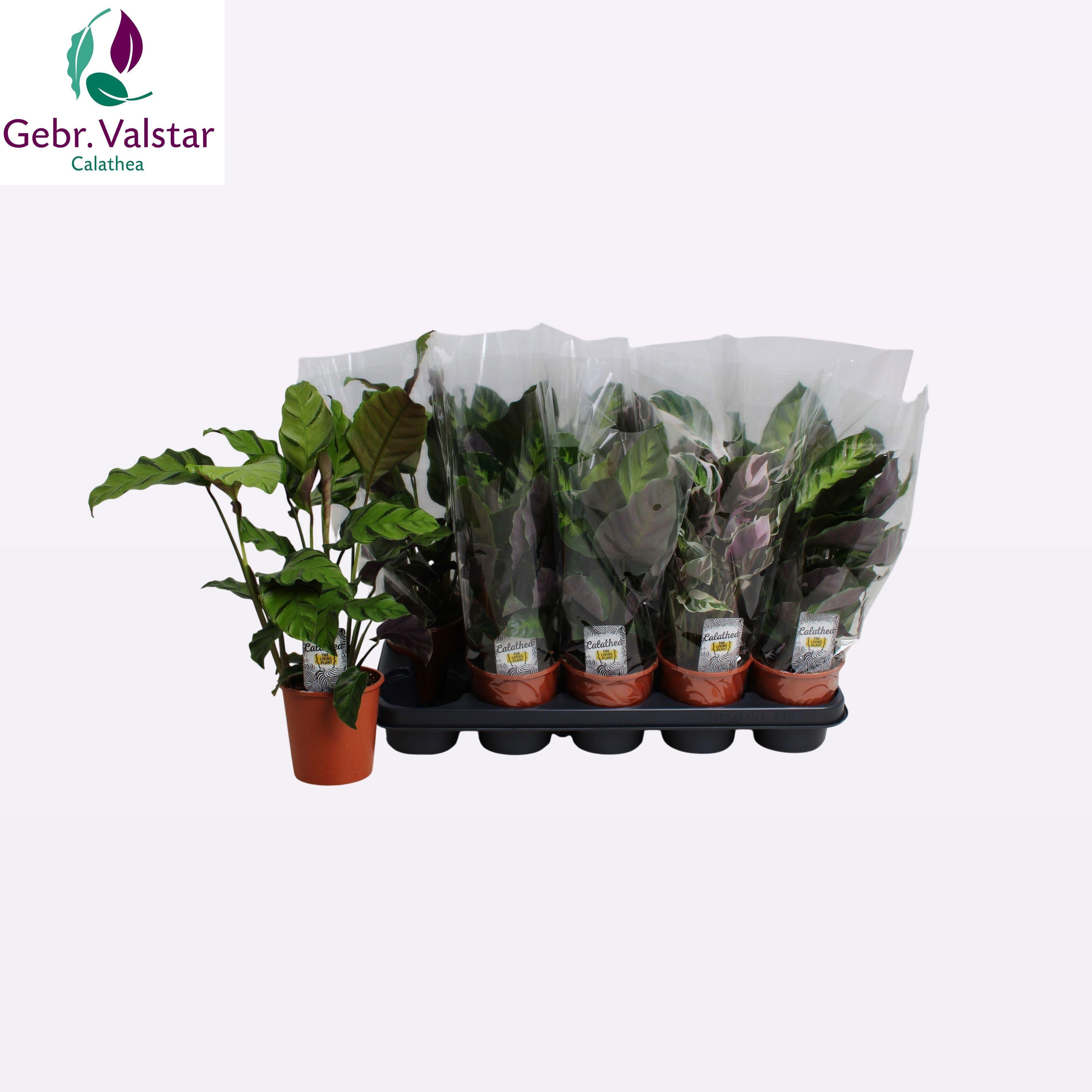 Горшечные цветы и растения оптом Calat Gem 3 Srt от 10шт из Голландии с доставкой по России