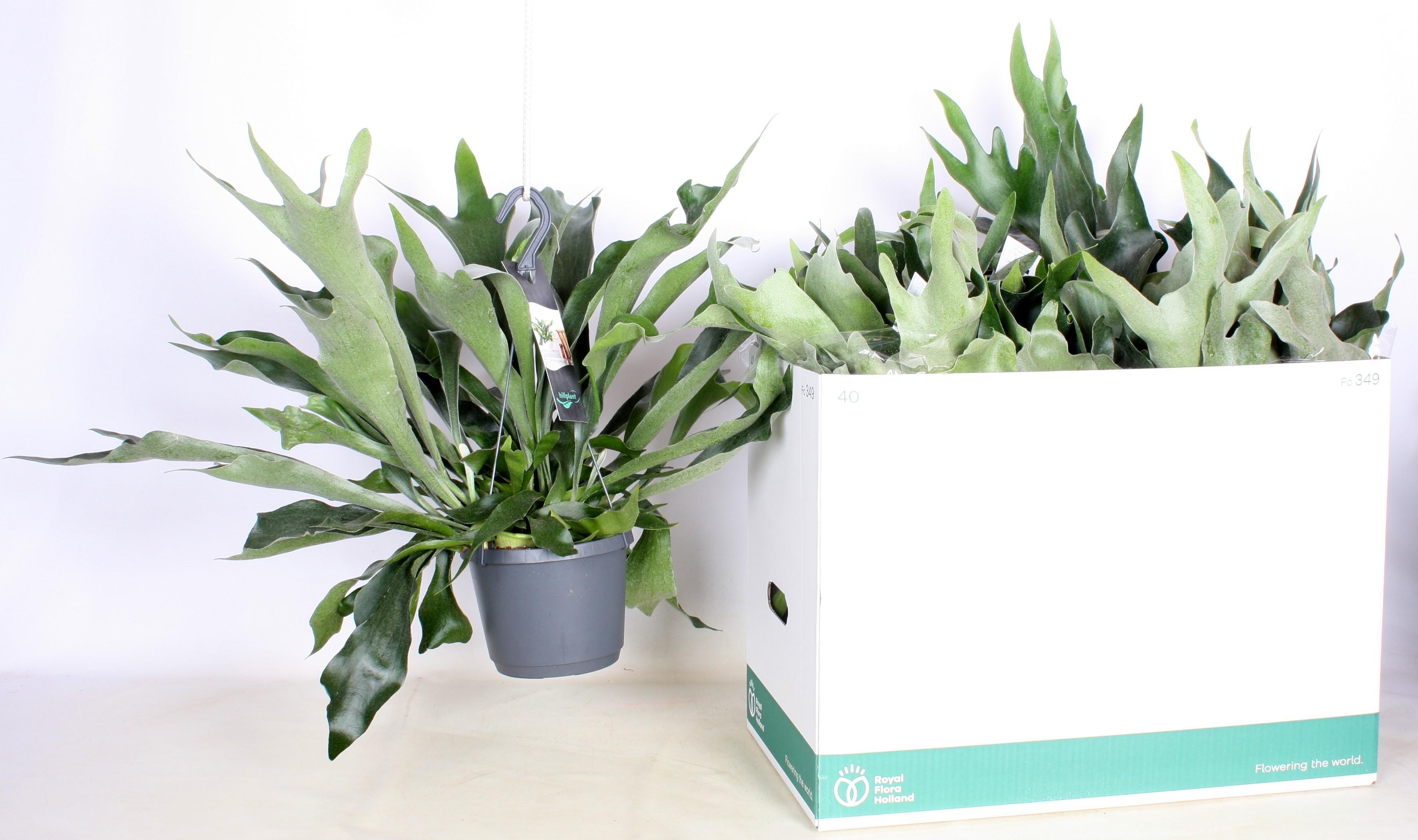 Горшечные цветы и растения оптом Platyc B Netherlands от 6шт из Голландии с доставкой по России