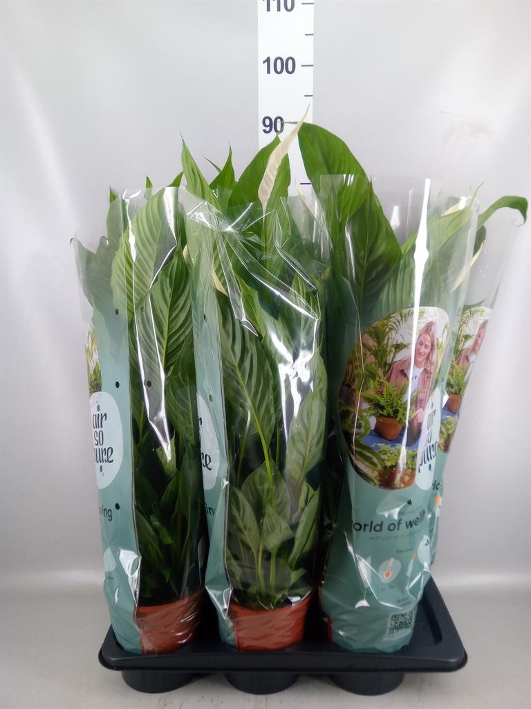 Горшечные цветы и растения оптом Spathiphyllum vivaldi от 6шт из Голландии с доставкой по России