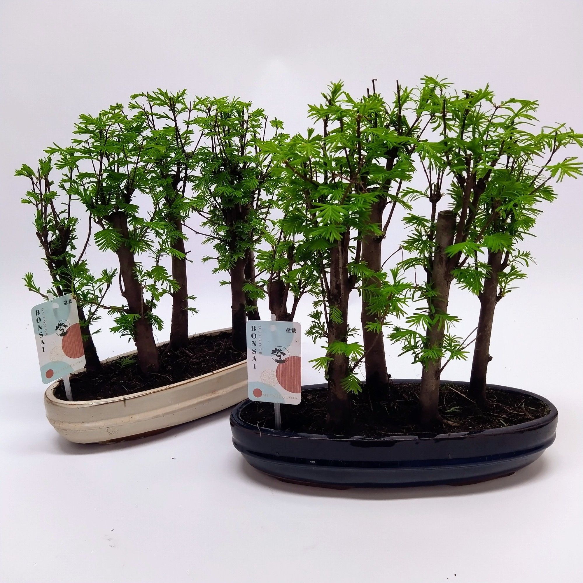 Горшечные цветы и растения оптом Bonsai Metasequoia Forest Oval от 3шт из Голландии с доставкой по России