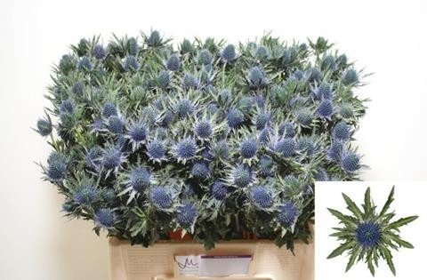 Срезанные цветы оптом Eryngium aquarius от 40шт из Голландии с доставкой по России