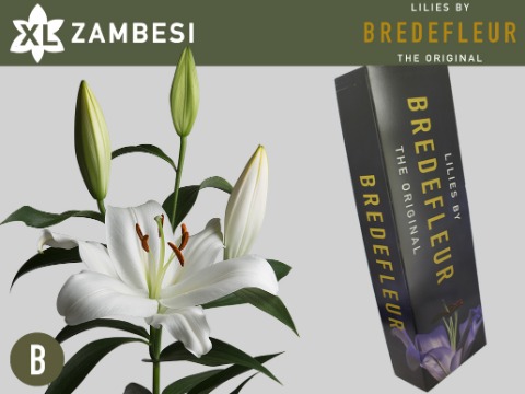 Срезанные цветы оптом Lilium or zambesi от 60шт из Голландии с доставкой по России