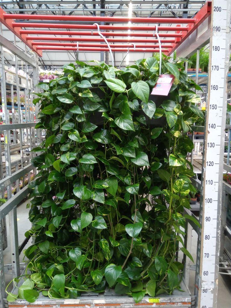 Горшечные цветы и растения оптом Epipremnum   ... от 1шт из Голландии с доставкой по России