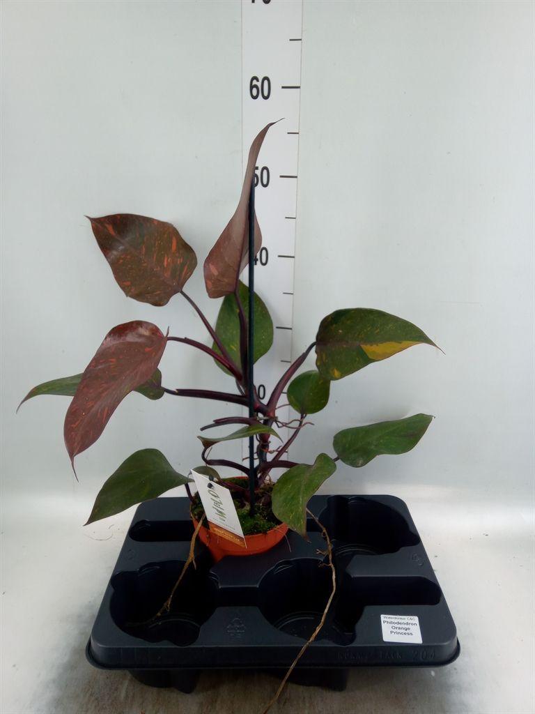 Горшечные цветы и растения оптом Philodendron Melanochrysum от 1шт из Голландии с доставкой по России
