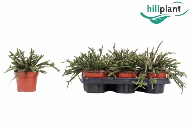 Горшечные цветы и растения оптом Rhipsalis Baccifera от 6шт из Голландии с доставкой по России
