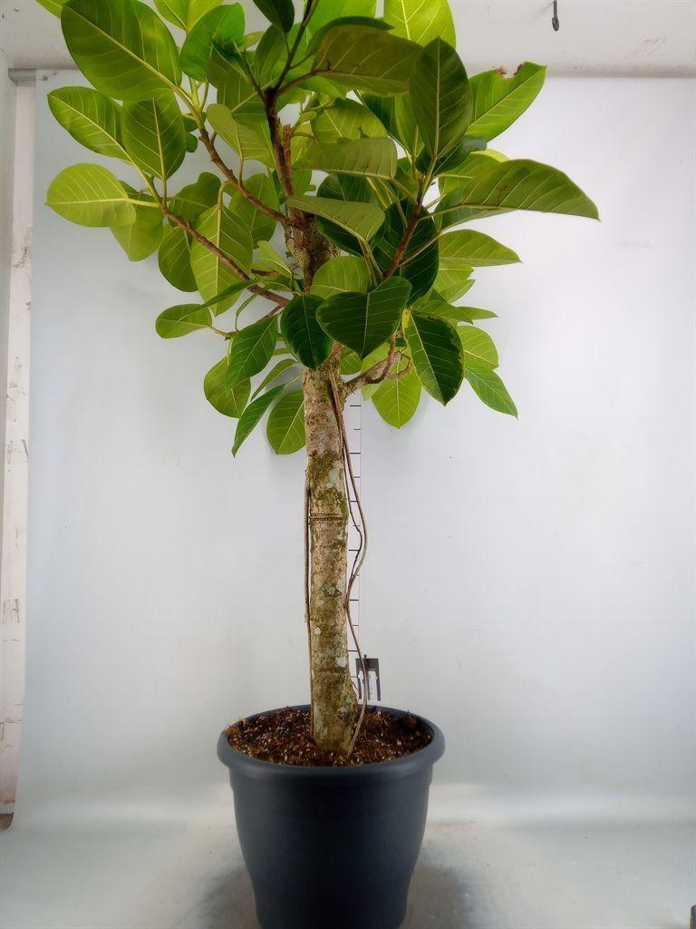 Горшечные цветы и растения оптом Ficus Benghalensis от 1шт из Голландии с доставкой по России
