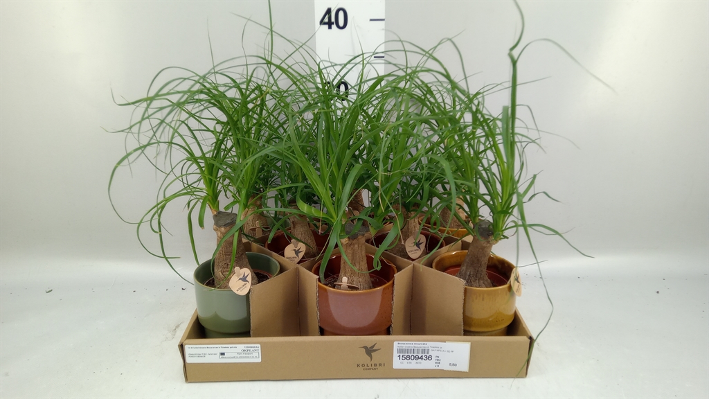Горшечные цветы и растения оптом Beaucarnea Recurvata от 8шт (для телеги) из Голландии с доставкой по России