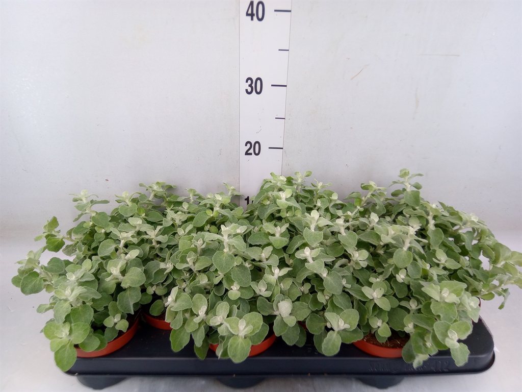 Горшечные цветы и растения оптом Helichrysum Petiolare от 12шт из Голландии с доставкой по России