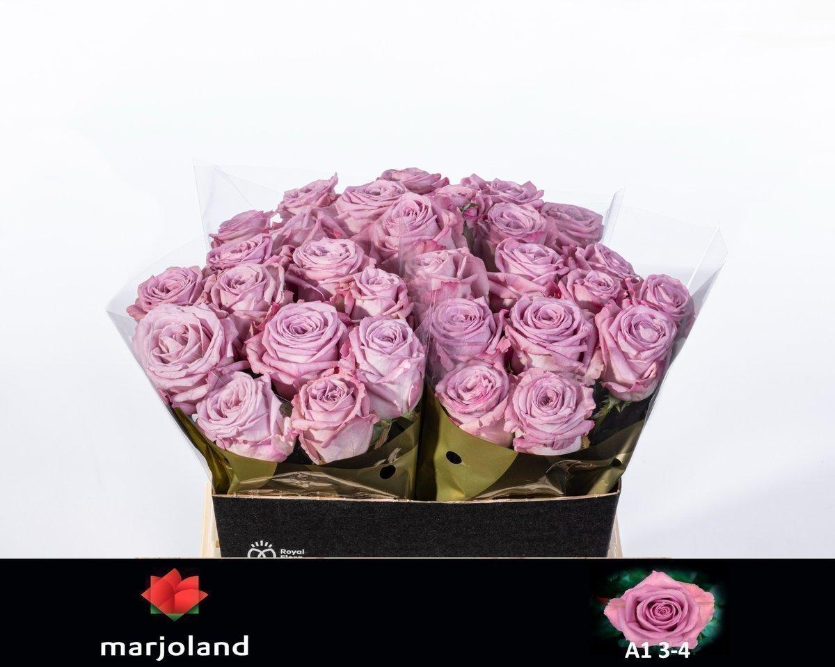 Срезанные цветы оптом Rosa large nayeli! от 30шт из Голландии с доставкой по России