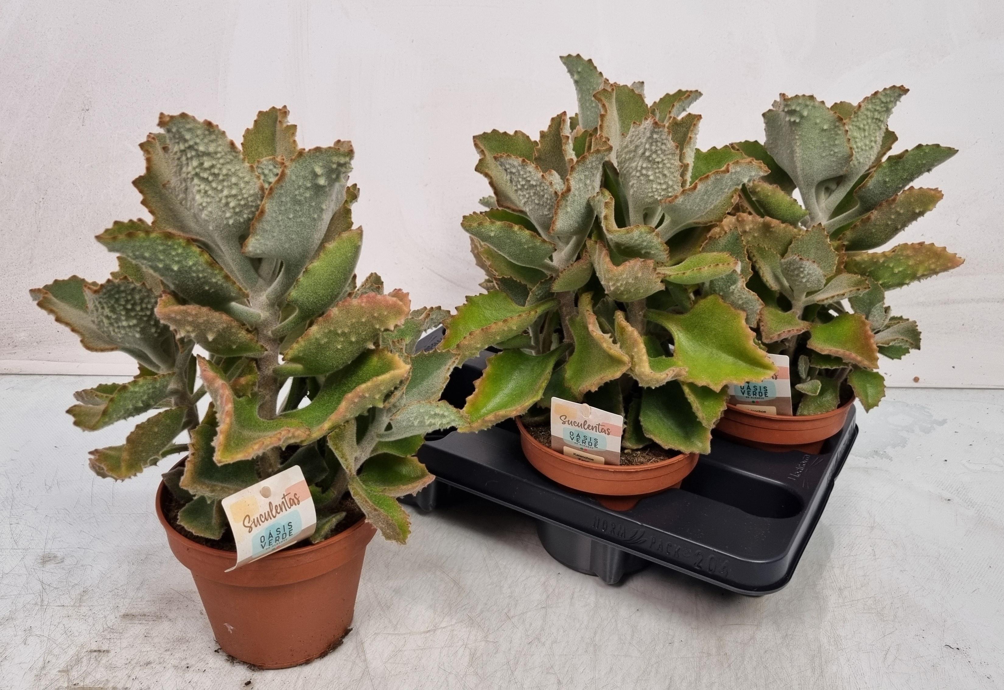 Горшечные цветы и растения оптом Kalanchoe Beharensis от 4шт из Голландии с доставкой по России