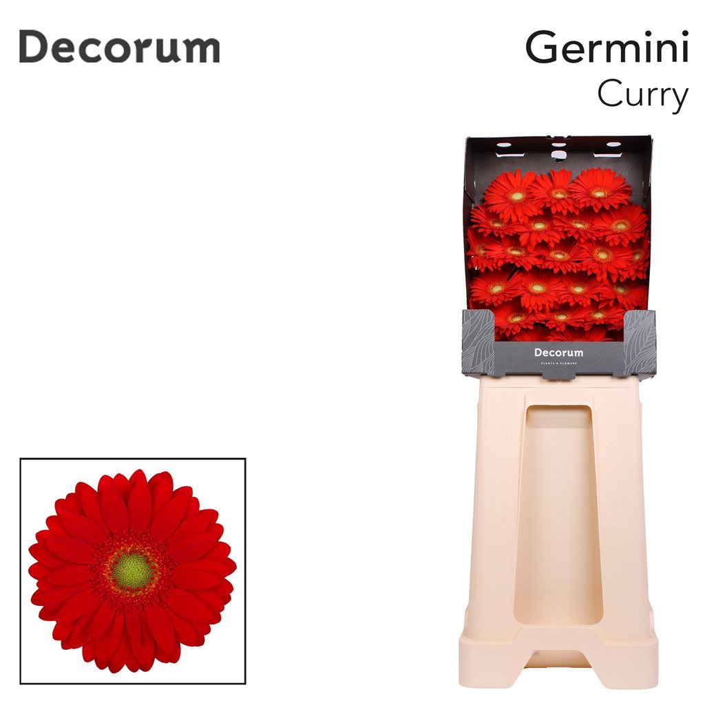 Срезанные цветы оптом Germini diamond curry от 75шт из Голландии с доставкой по России