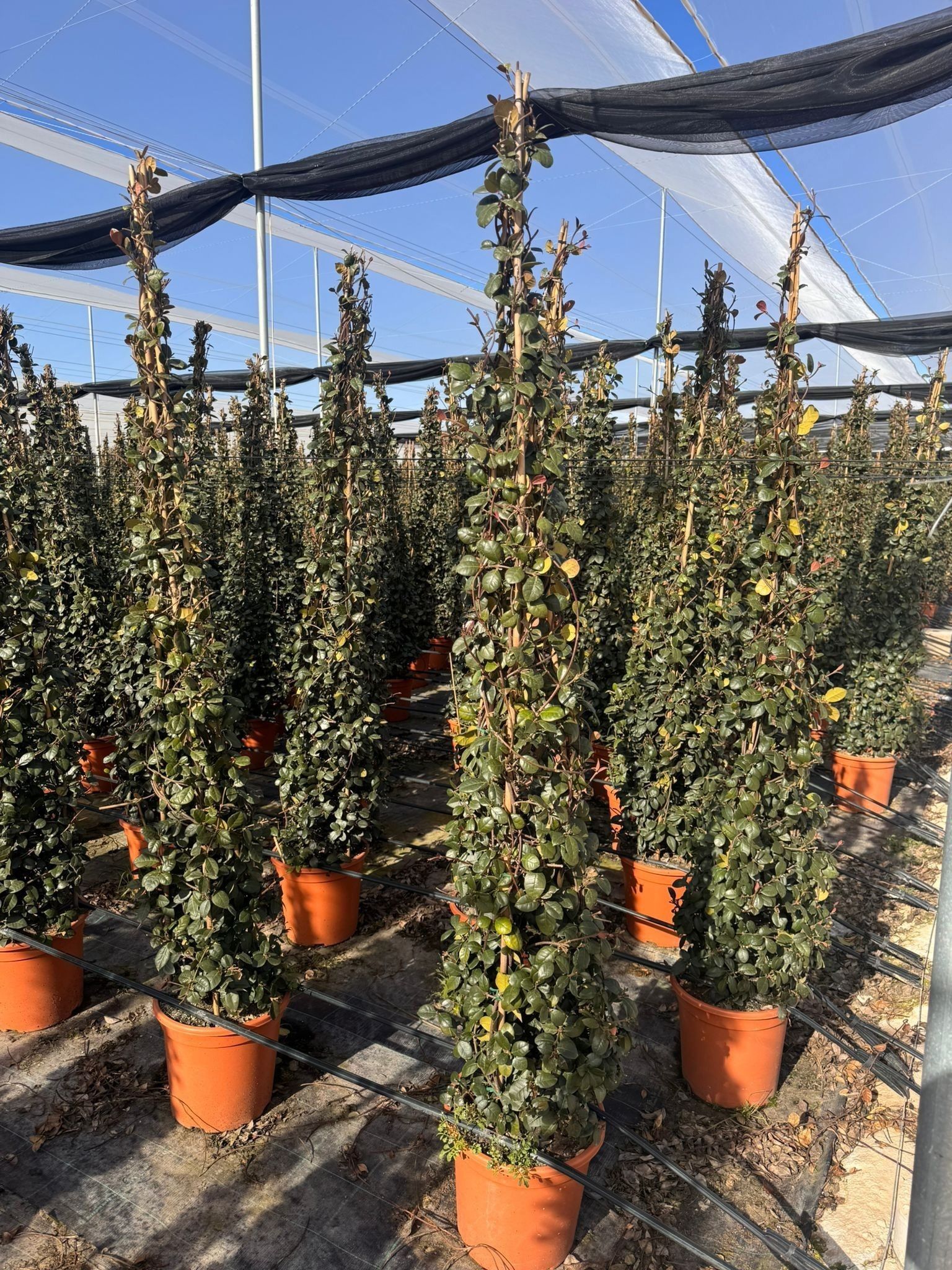 Горшечные цветы и растения оптом Trac Jasminoides от 1шт из Голландии с доставкой по России Горшечные цветы и растения оптом Trac Jasminoides от 1шт из Голландии с доставкой по России