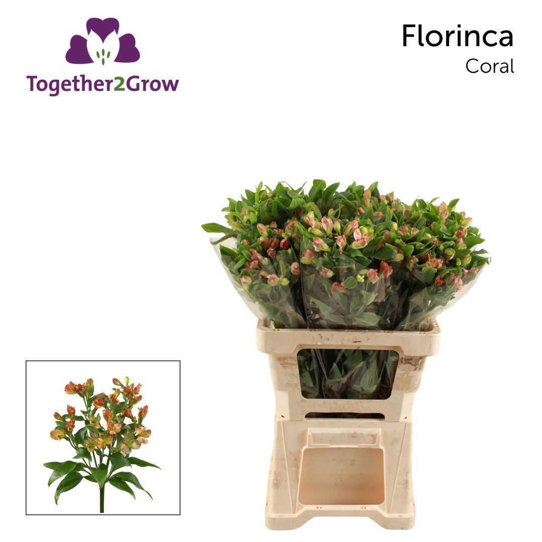 Срезанные цветы оптом Alstroemeria fl coral от 60шт из Голландии с доставкой по России Срезанные цветы оптом Alstroemeria fl coral от 60шт из Голландии с доставкой по России
