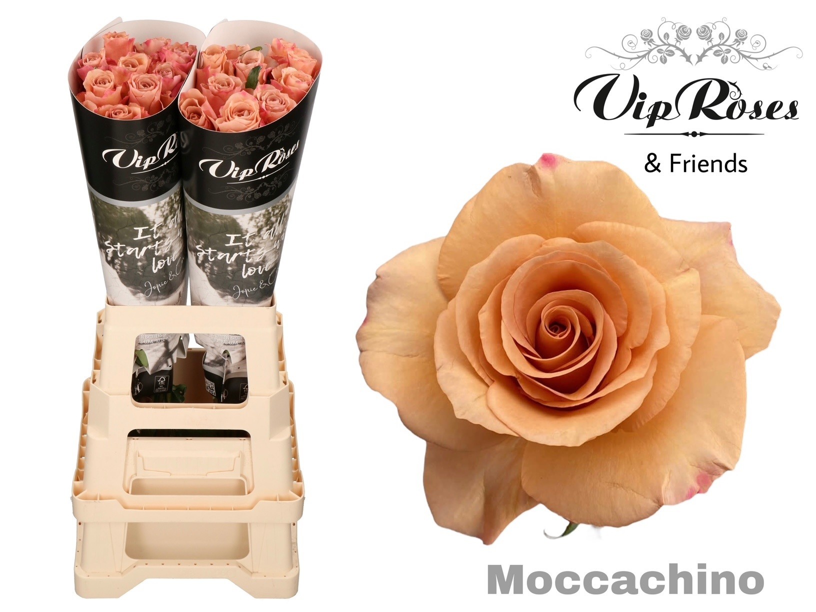 Срезанные цветы оптом Rosa large moccachino от 20шт из Голландии с доставкой по России