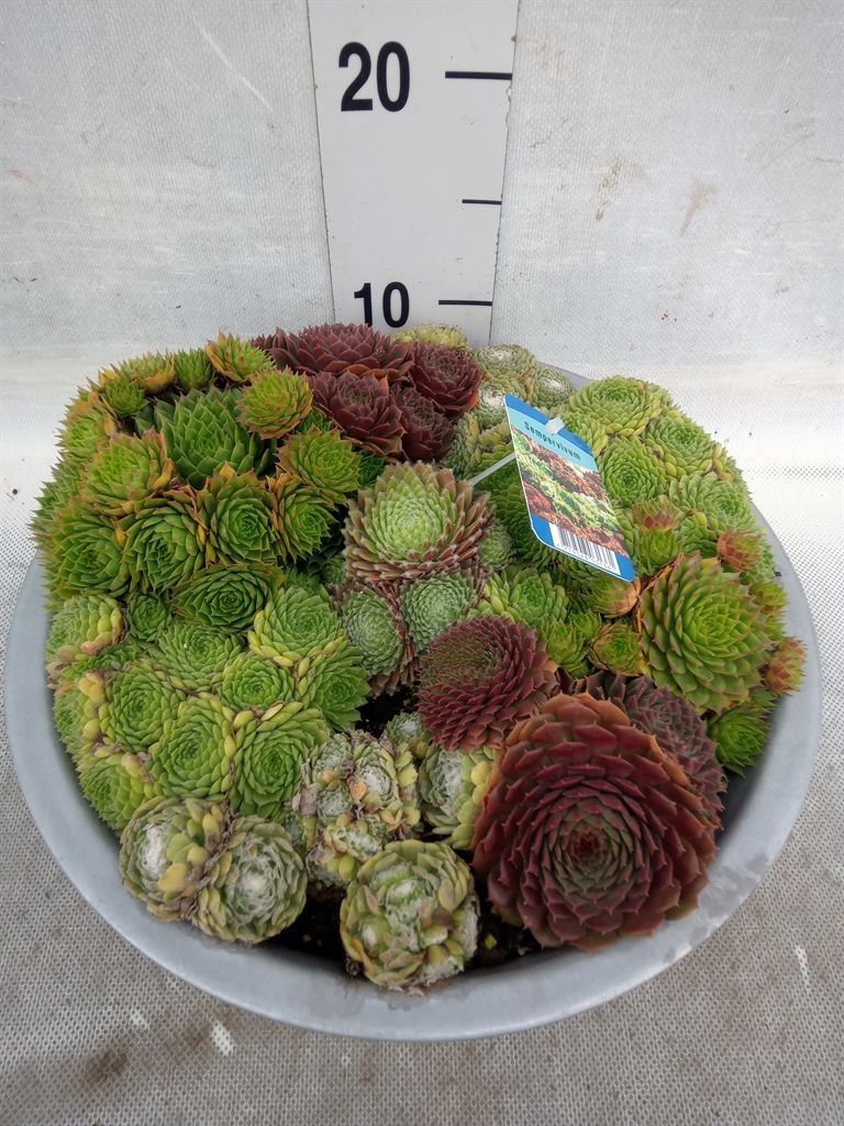 Горшечные цветы и растения оптом Sempervivum   ... от 1шт из Голландии с доставкой по России