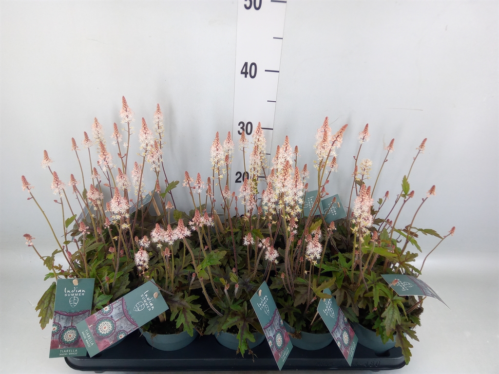 Горшечные цветы и растения оптом Tiarella Cordifolia от 10шт из Голландии с доставкой по России