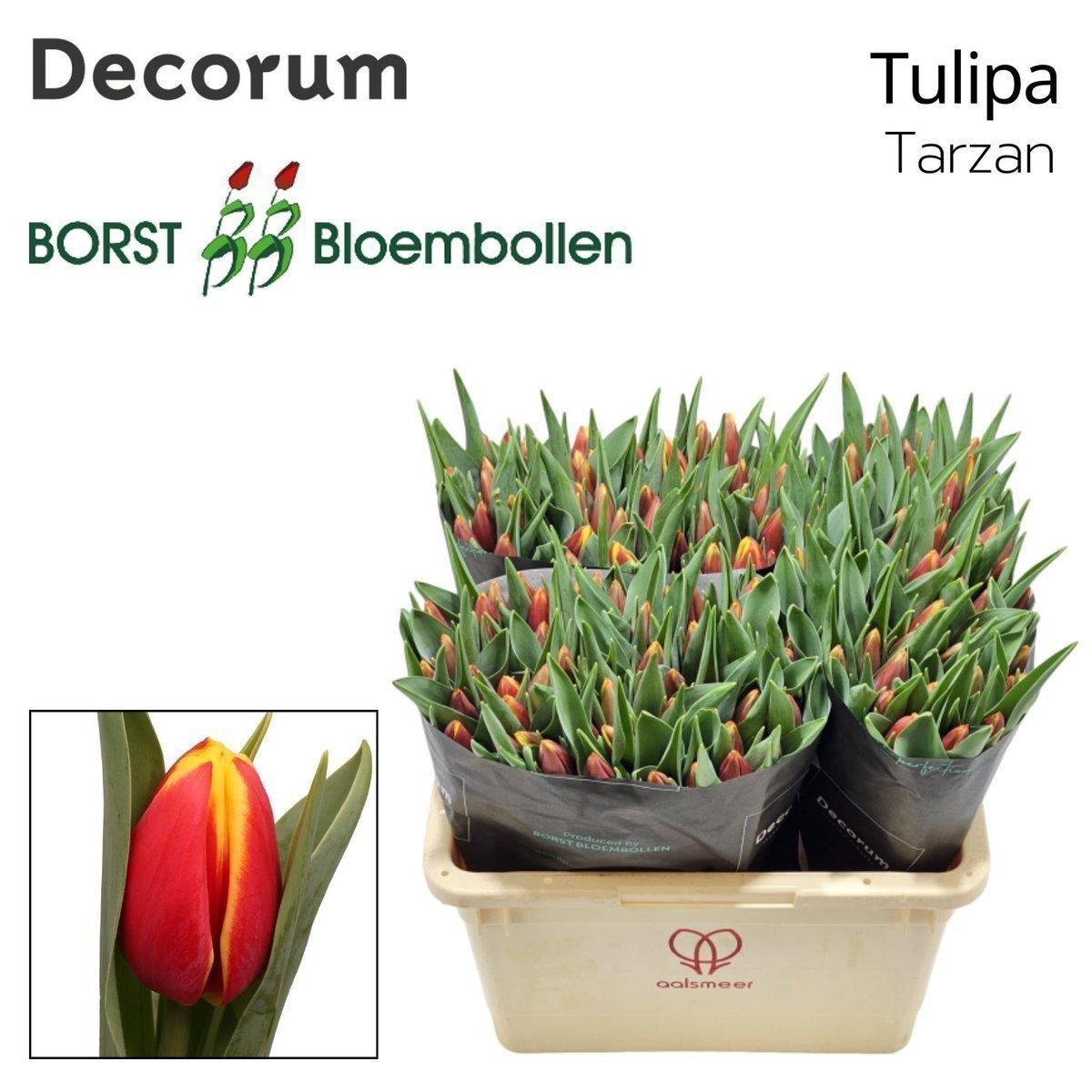 Срезанные цветы оптом Tulipa si tarzan от 150шт из Голландии с доставкой по России