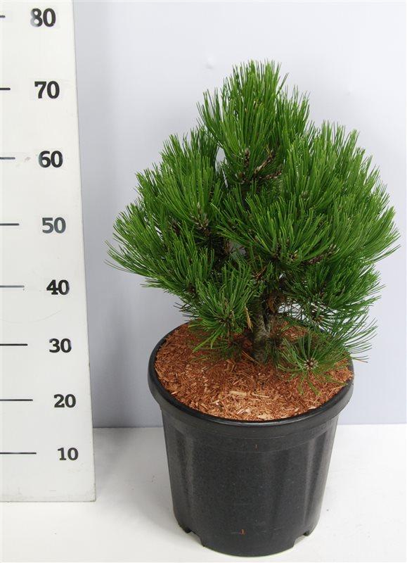 Горшечные цветы и растения оптом Pinus Heldreichii compact Gem от 1шт из Голландии с доставкой по России