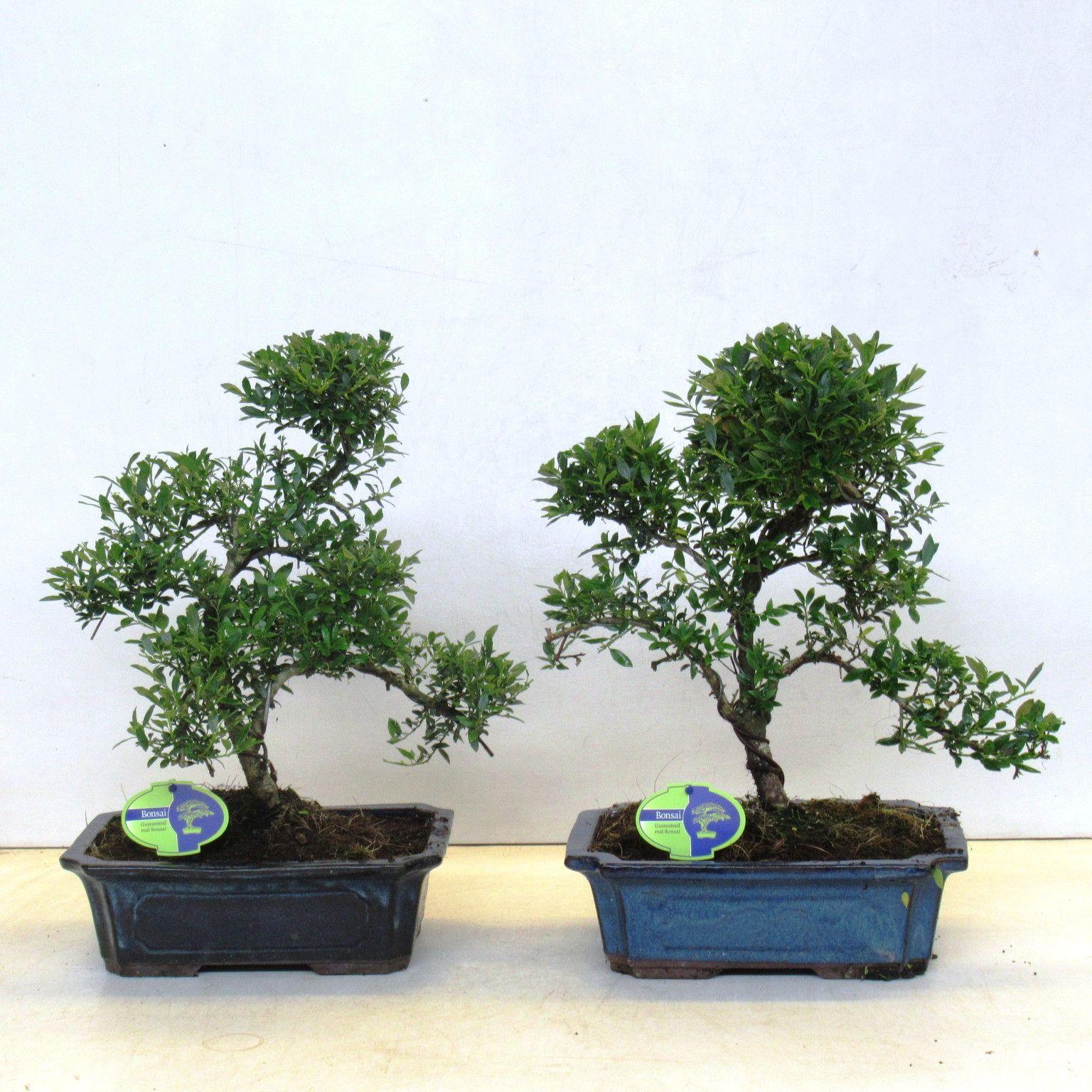 Горшечные цветы и растения оптом Ilex Crenata, Without Driptray от 2шт из Голландии с доставкой по России