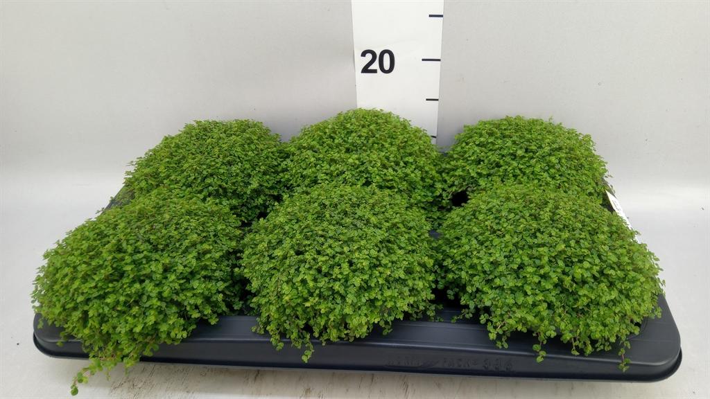Горшечные цветы и растения оптом Soleirolia Soleirolii ...green от 6шт из Голландии с доставкой по России