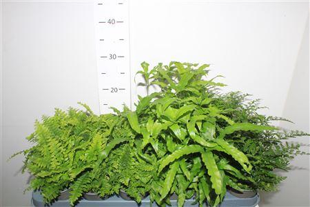 Горшечные цветы и растения оптом Varens Gem от 18шт (для телеги) из Голландии с доставкой по России Горшечные цветы и растения оптом Varens Gem от 18шт (для телеги) из Голландии с доставкой по России