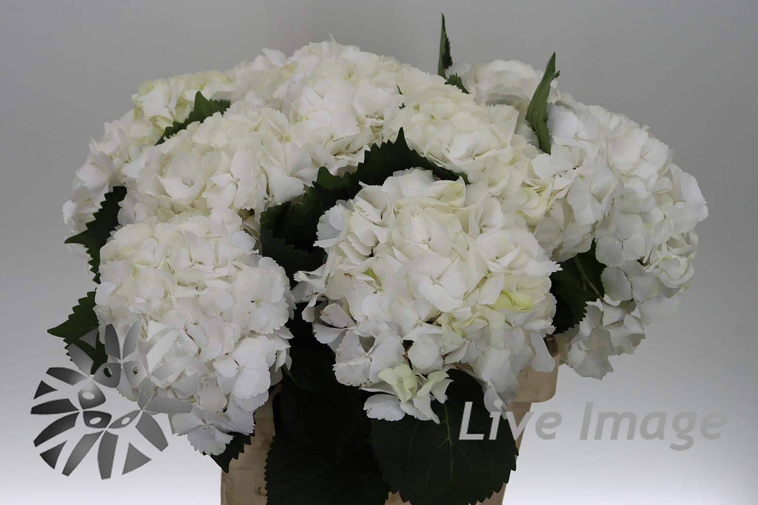 Срезанные цветы оптом Hydrangea my beautiful akito от 10шт.. из Голландии с доставкой по России