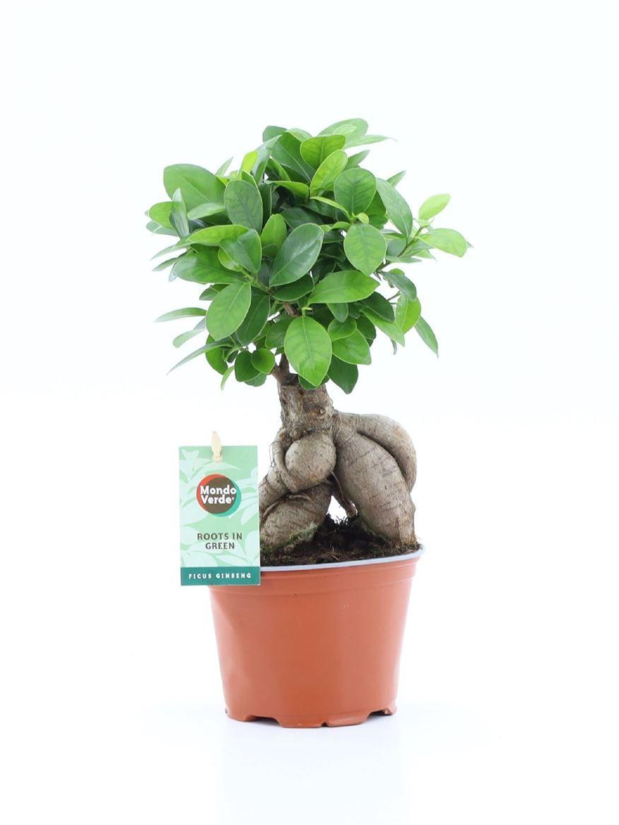 Горшечные цветы и растения оптом Ficus Ginseng от 8шт из Голландии с доставкой по России