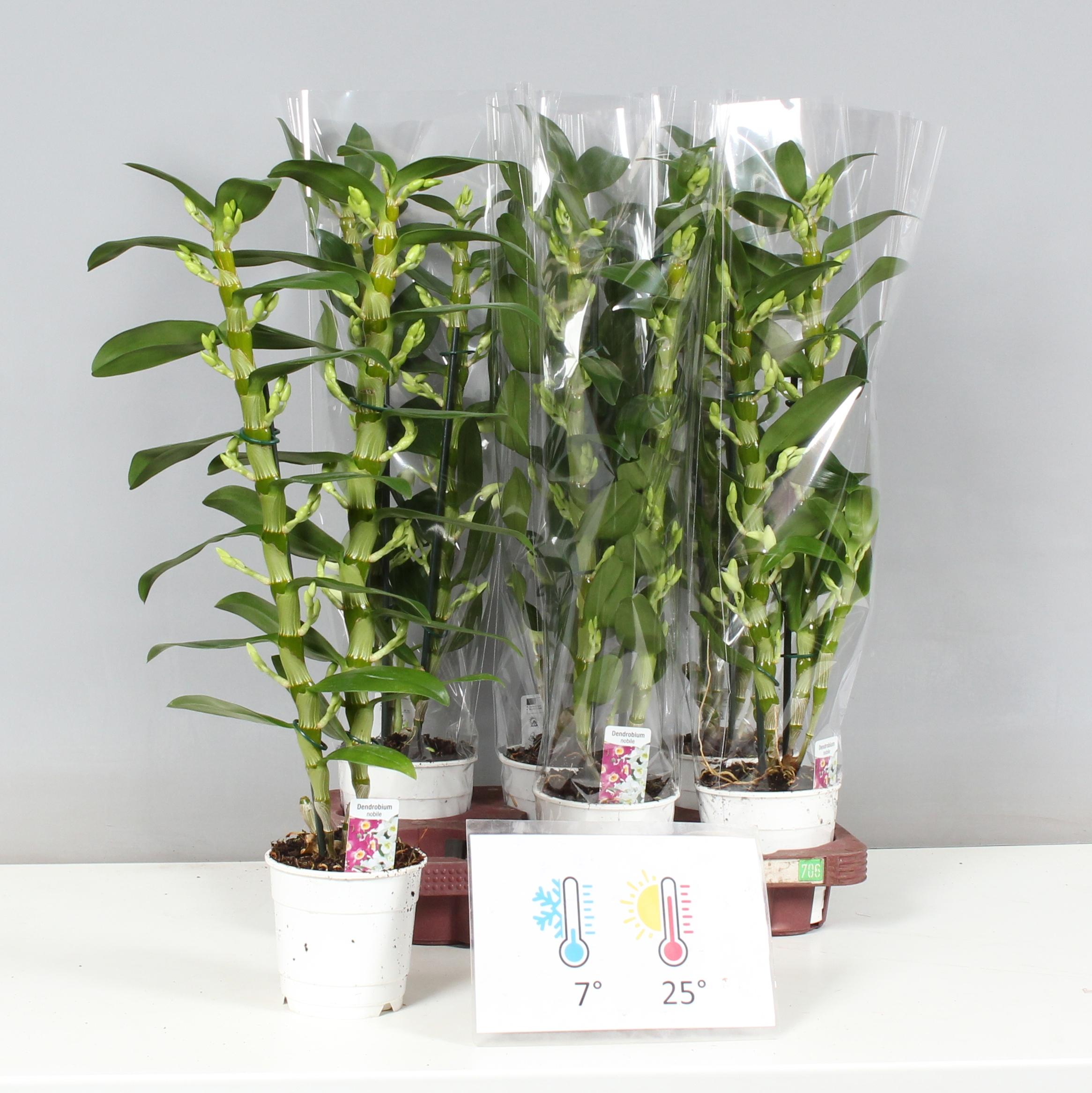 Горшечные цветы и растения оптом Dendr N Sc Apollon от 6шт из Голландии с доставкой по России