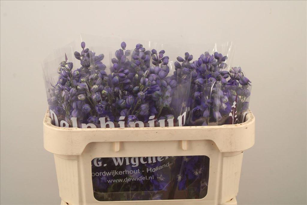 Срезанные цветы оптом Delphinium el du dewi blue star от 40шт из Голландии с доставкой по России