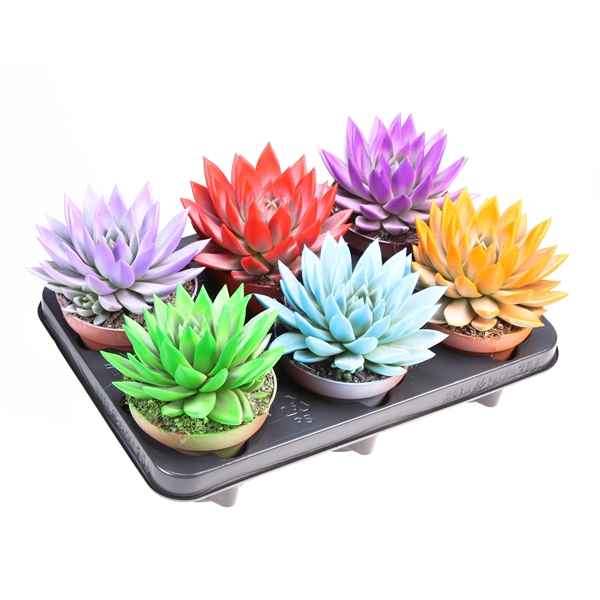 Горшечные цветы и растения оптом Echeveria Rainbow Mix от 6шт из Голландии с доставкой по России