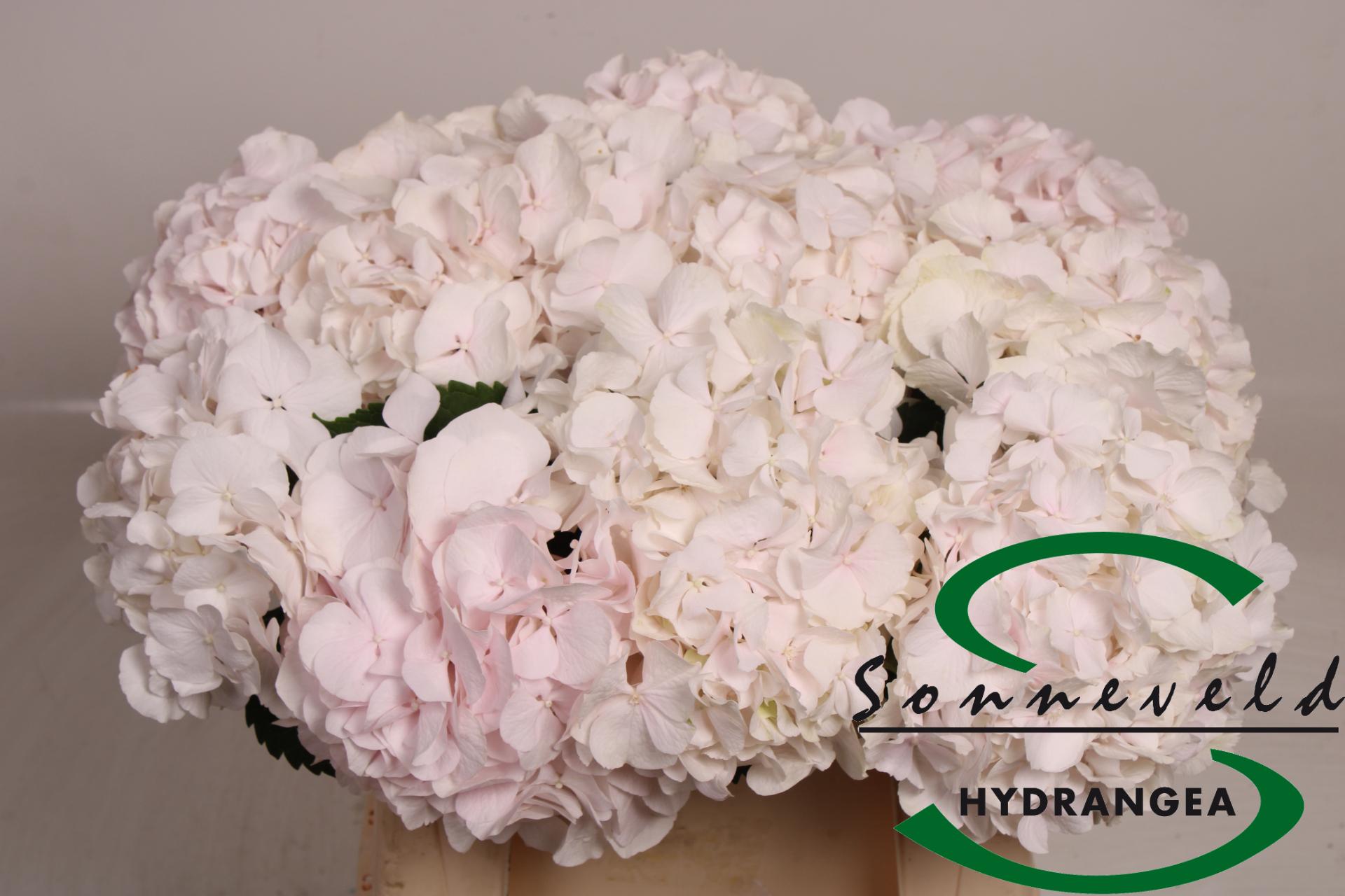 Срезанные цветы оптом Hydrangea sweet verena от 10шт из Голландии с доставкой по России