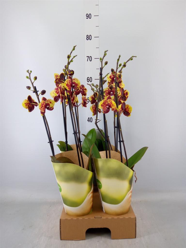 Горшечные цветы и растения оптом Phalaenopsis   ...yellow от 4шт из Голландии с доставкой по России