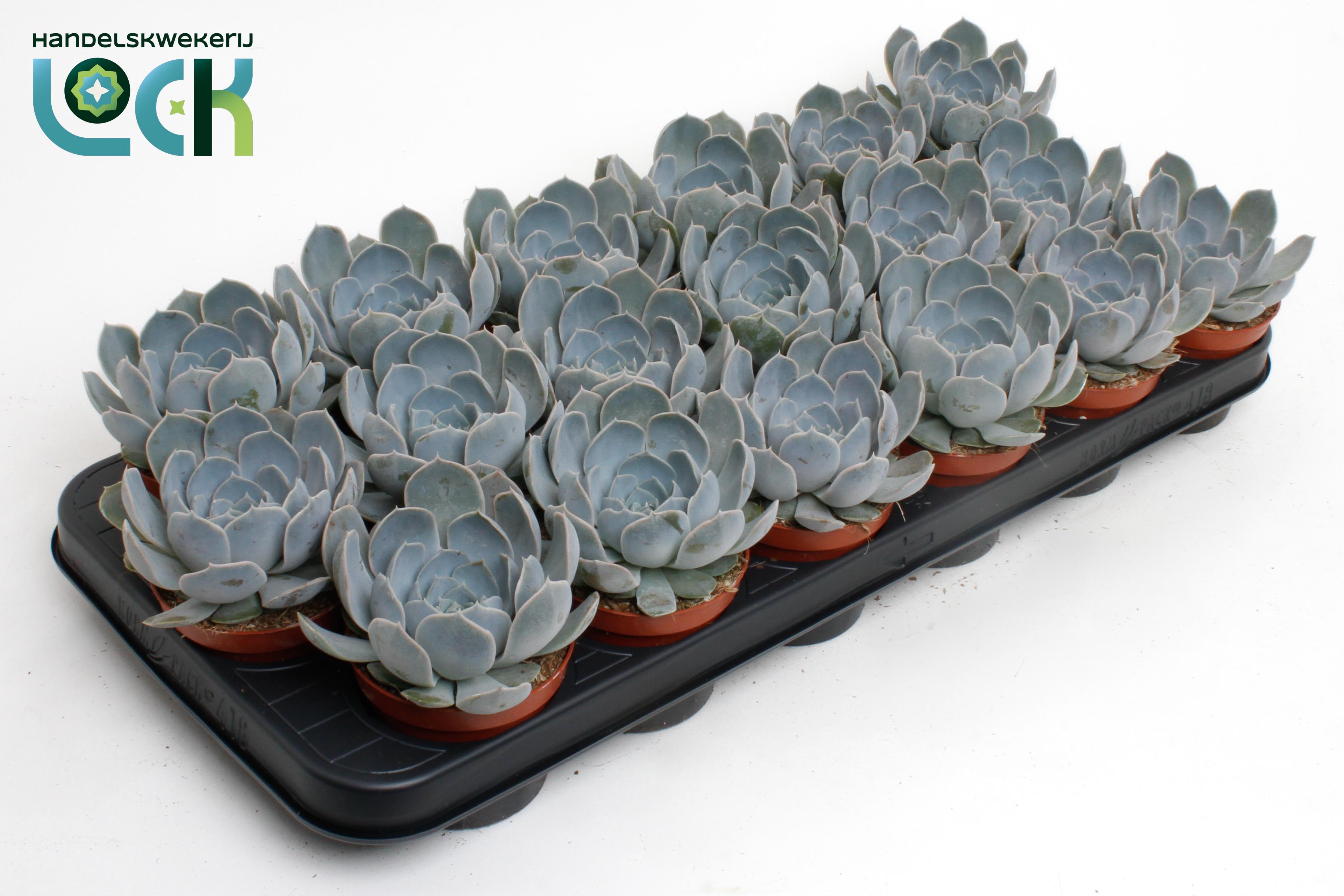 Горшечные цветы и растения оптом Echeveria Minima от 12шт (для телеги) из Голландии с доставкой по России