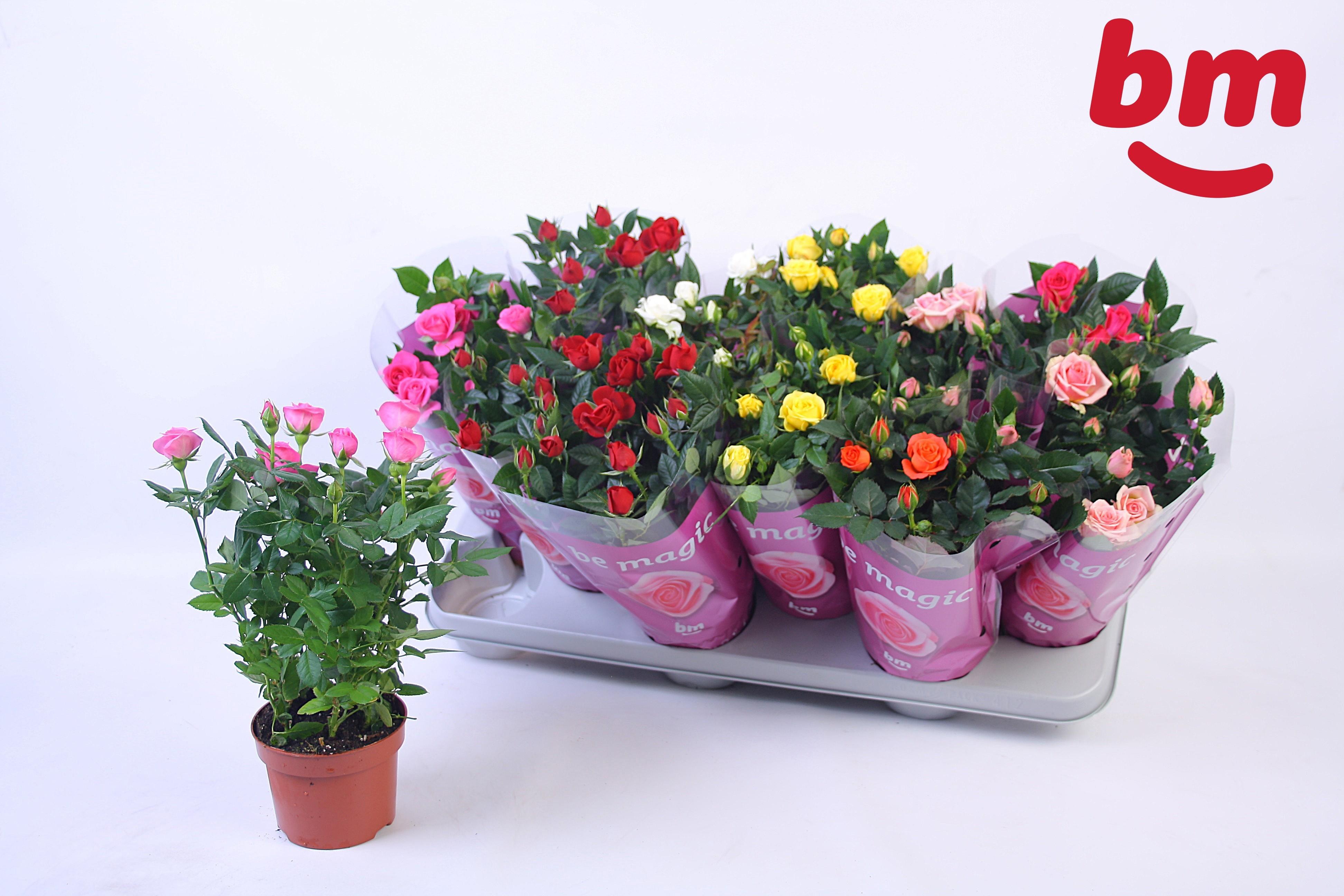 Горшечные цветы и растения оптом Ro B Monde Gem от 12шт из Голландии с доставкой по России