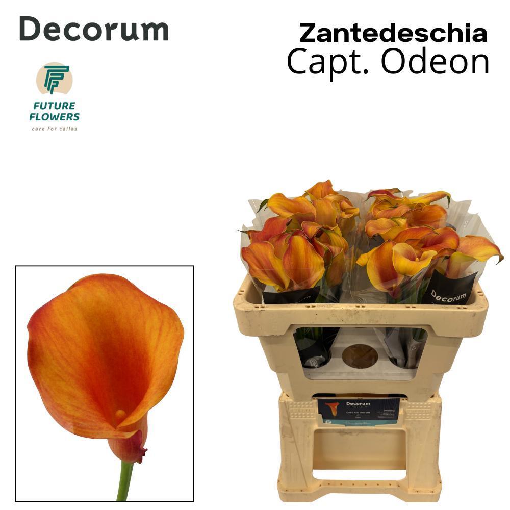 Срезанные цветы оптом Zantedeschia captain odeon от 40шт. из Голландии с доставкой по России
