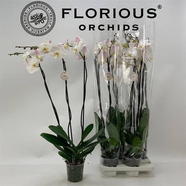 Горшечные цветы и растения оптом Phal 2st White 16+ (florious) от 4шт из Голландии с доставкой по России