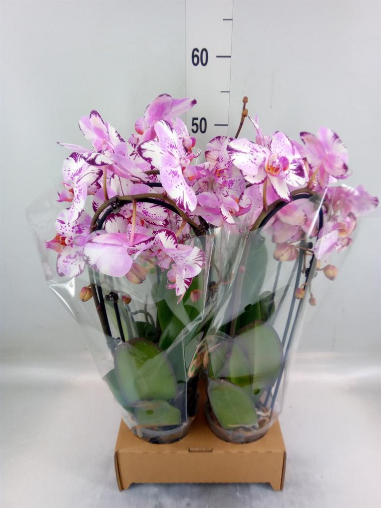 Горшечные цветы и растения оптом Phal Elegant Cascade от 4шт из Голландии с доставкой по России