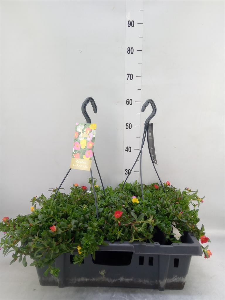Горшечные цветы и растения оптом Portulaca   ...mix In Pot от 2шт из Голландии с доставкой по России