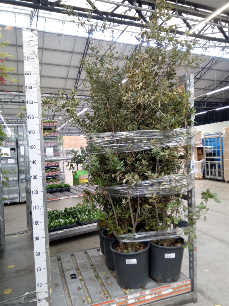 Горшечные цветы и растения оптом Quercus Ilex от 1шт из Голландии с доставкой по России