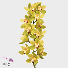 Срезанные цветы оптом Cymbidium green mrs eveline от 12шт.. из Голландии с доставкой по России